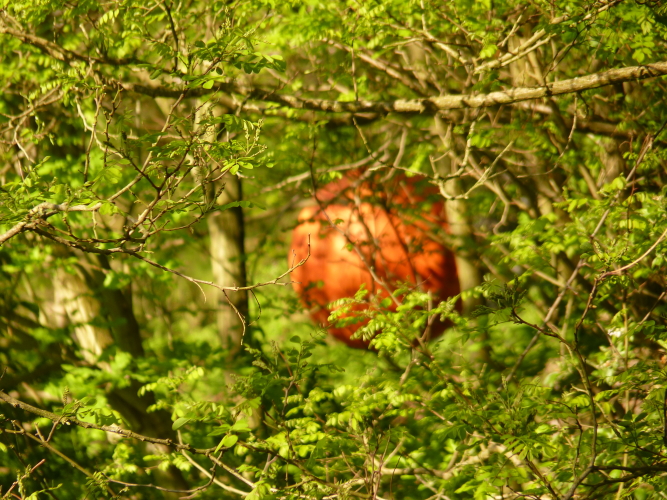 red ball in den bumen